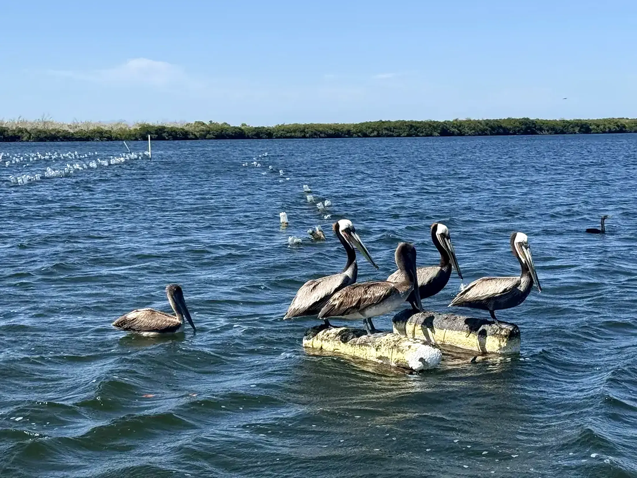 Ecosistema costero de Baja California Sur